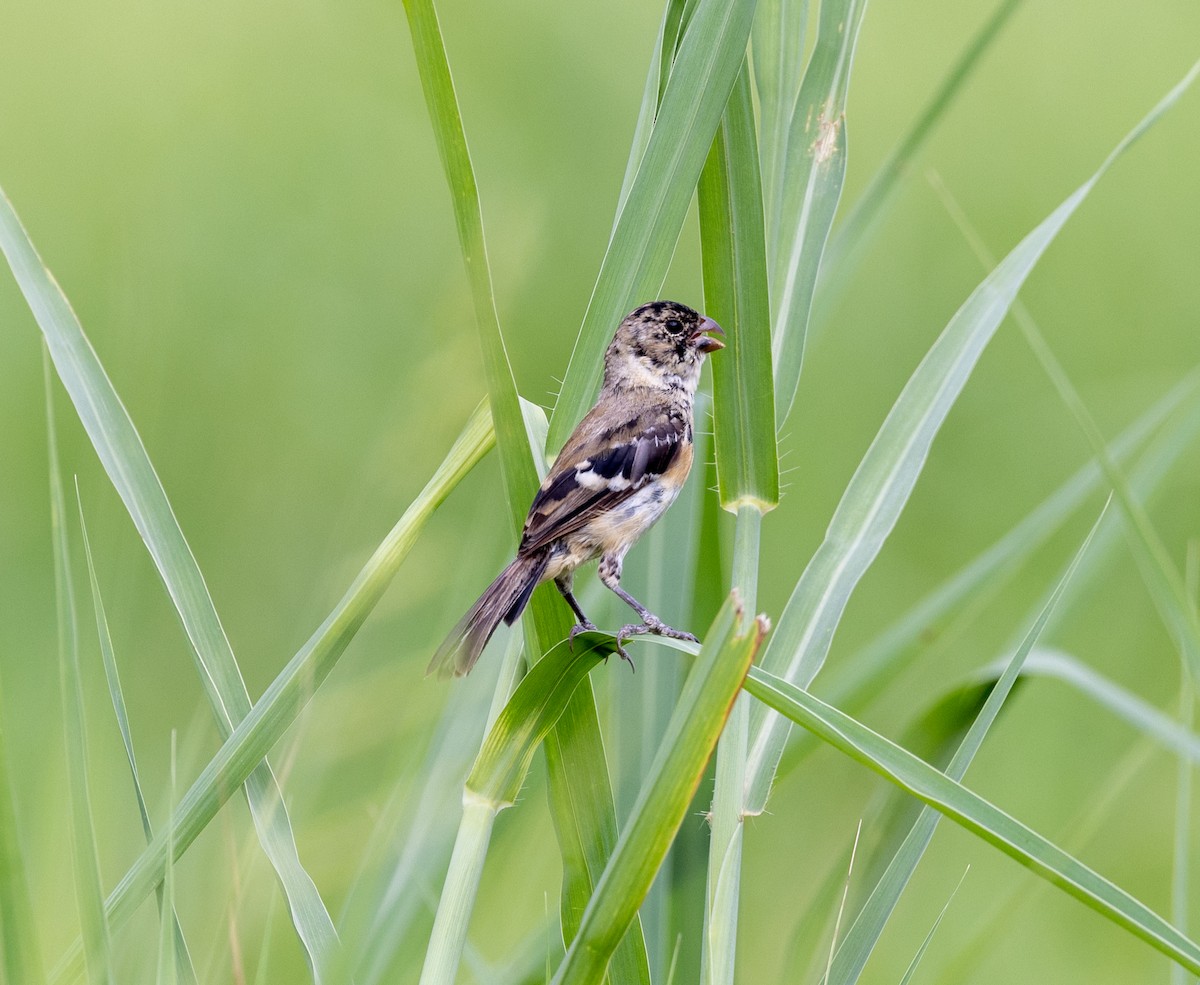 Morelet's Seedeater - Greg Harrington