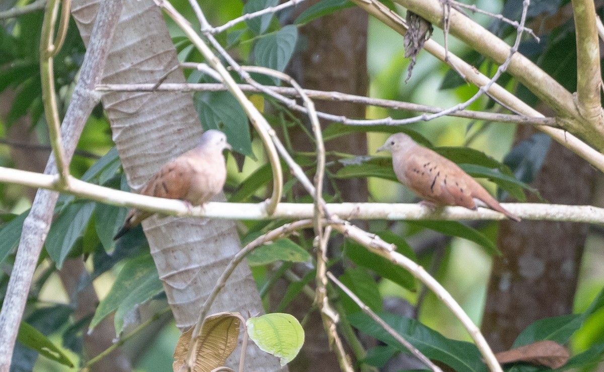 Ruddy Ground Dove - ML615157527