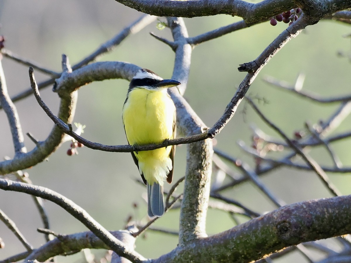 Boat-billed Flycatcher (Northern) - Gabriel Willow