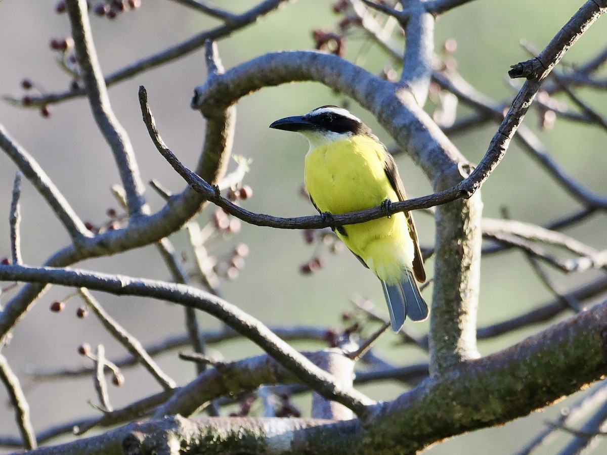 Boat-billed Flycatcher (Northern) - ML615157538