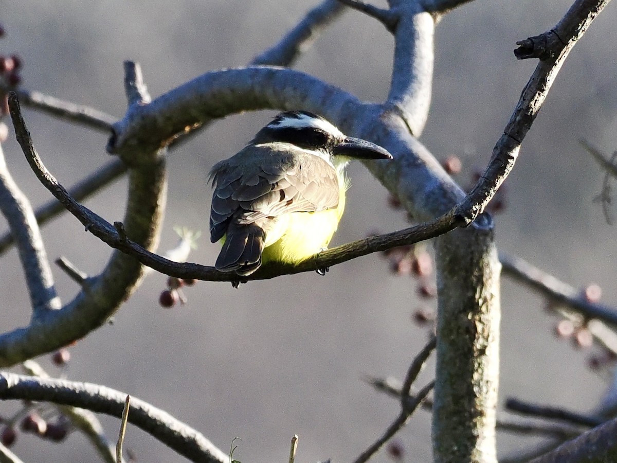 båtnebbtyrann (mexicanus gr.) - ML615157539