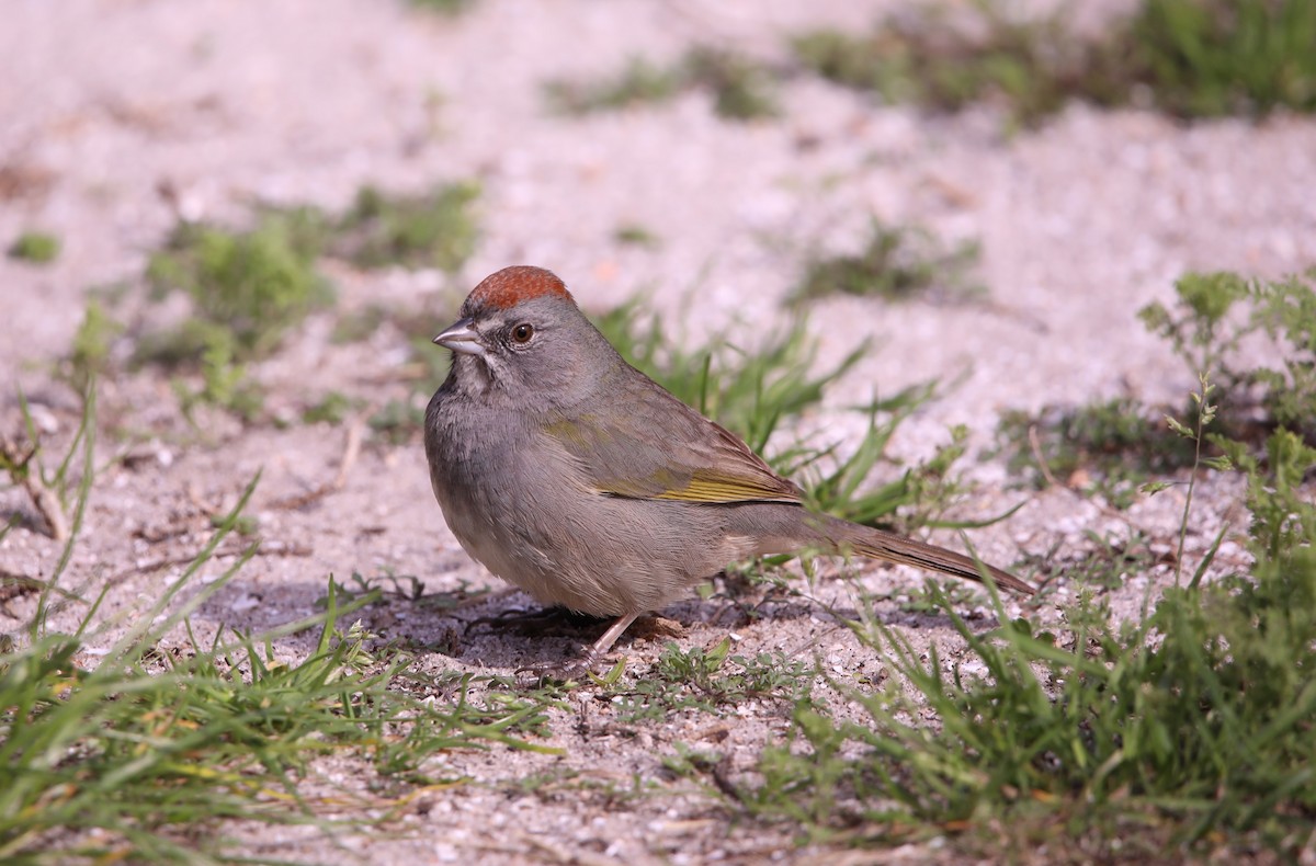 Green-tailed Towhee - John Groskopf