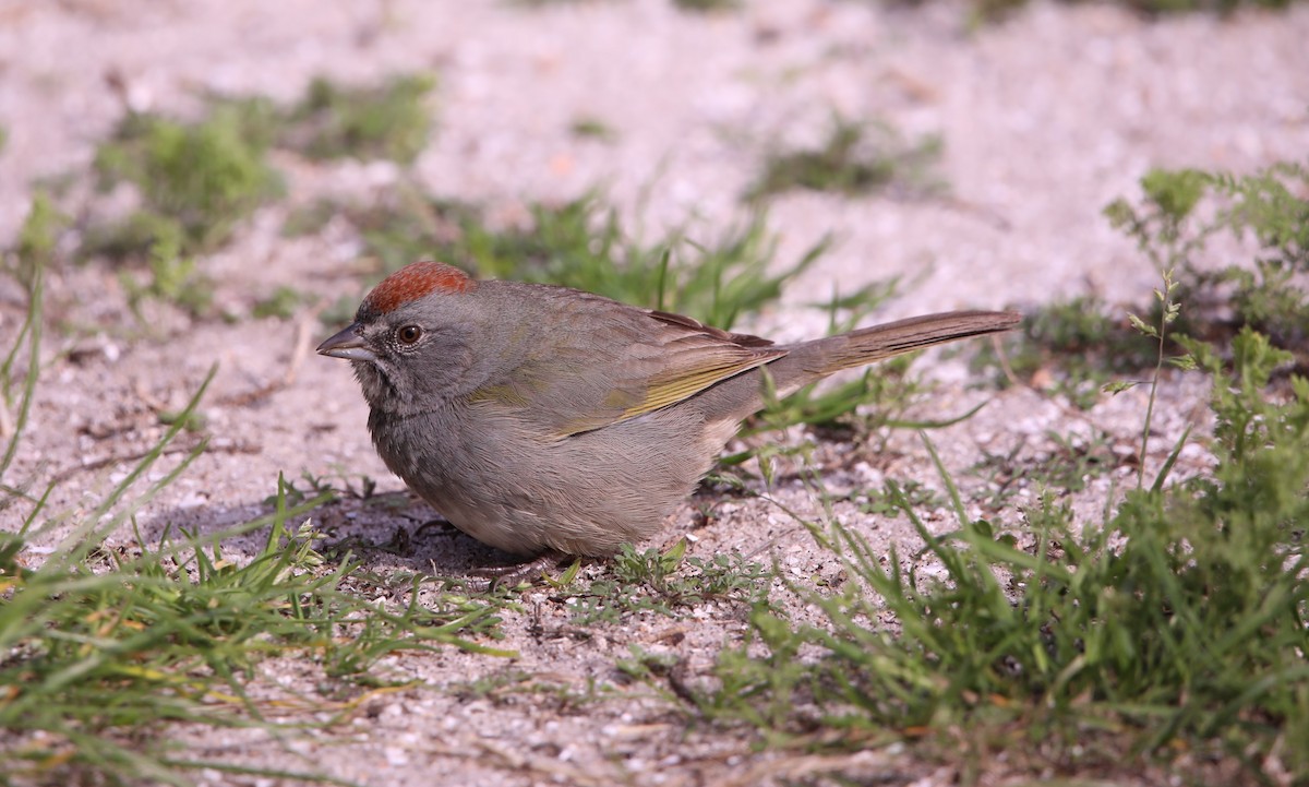 Green-tailed Towhee - John Groskopf