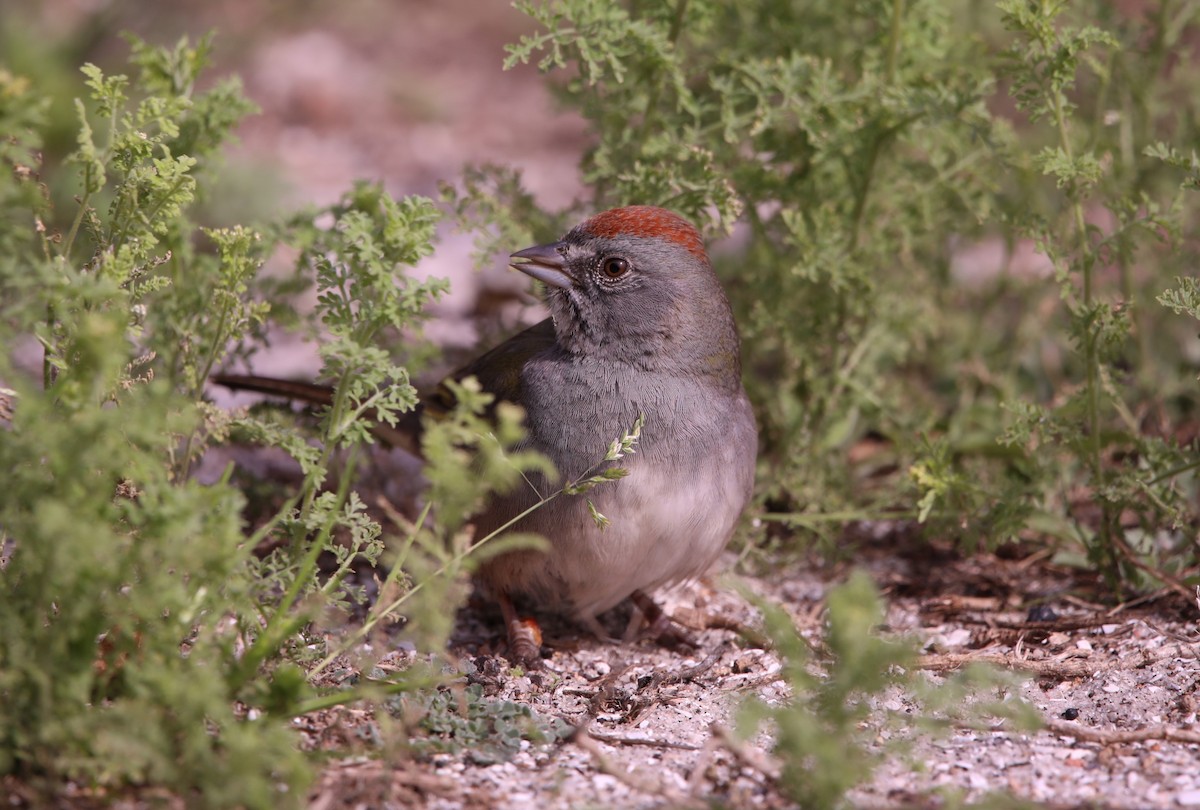 Green-tailed Towhee - John Groskopf