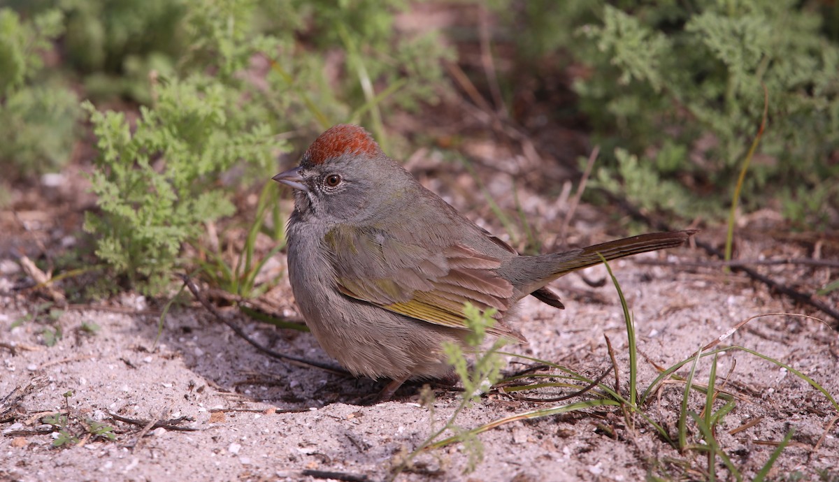 Green-tailed Towhee - John Groskopf