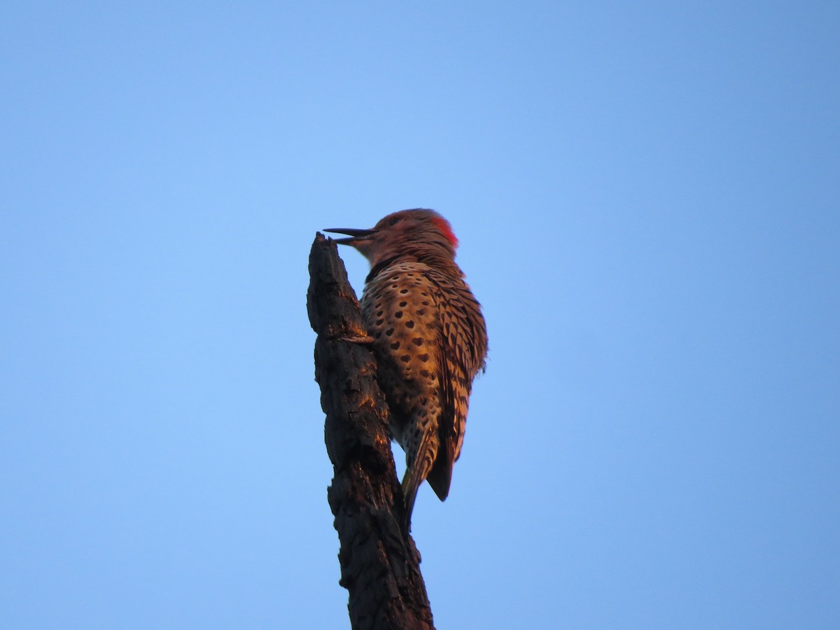 Northern Flicker - ML615157608