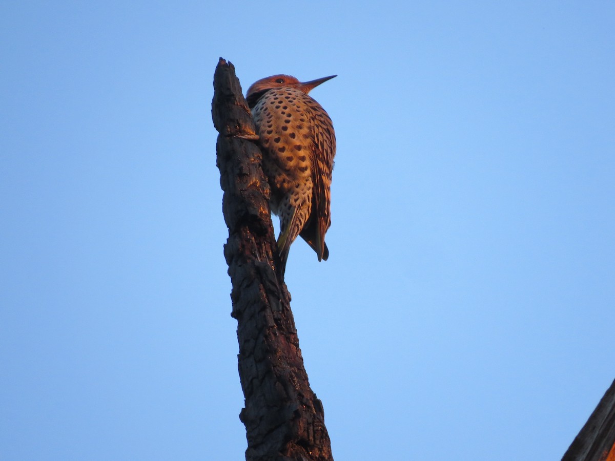 Northern Flicker - ML615157609