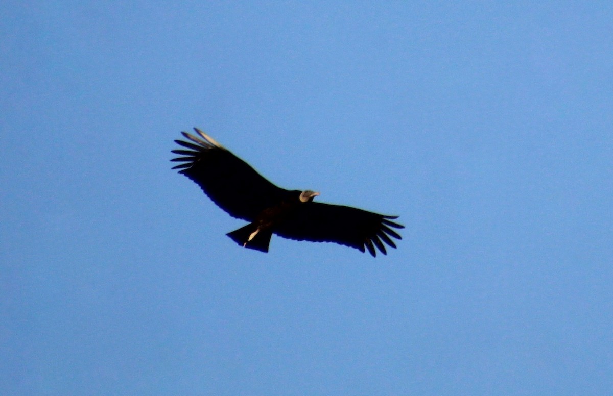 Black Vulture - Carole Swann