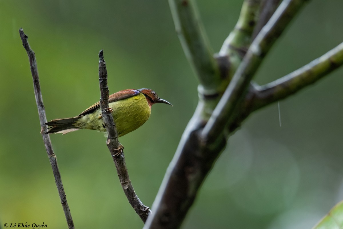 Red-throated Sunbird - ML615157664