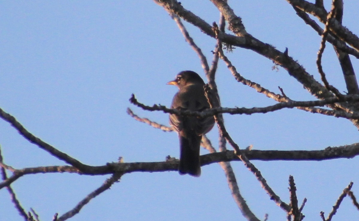 American Robin - ML615157675