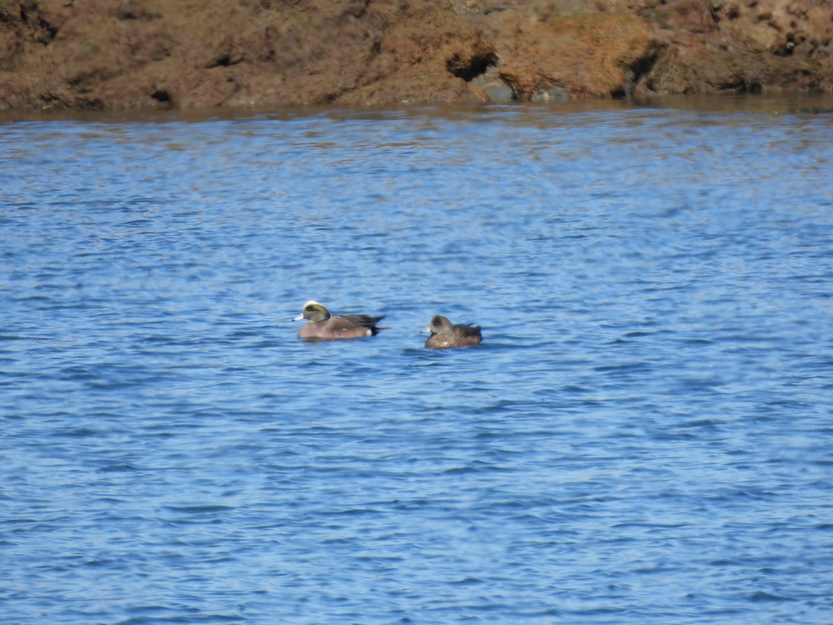 American Wigeon - ML615157698