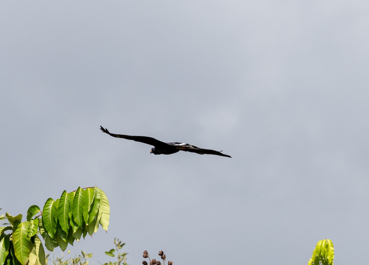 Common Black Hawk - Greg Harrington