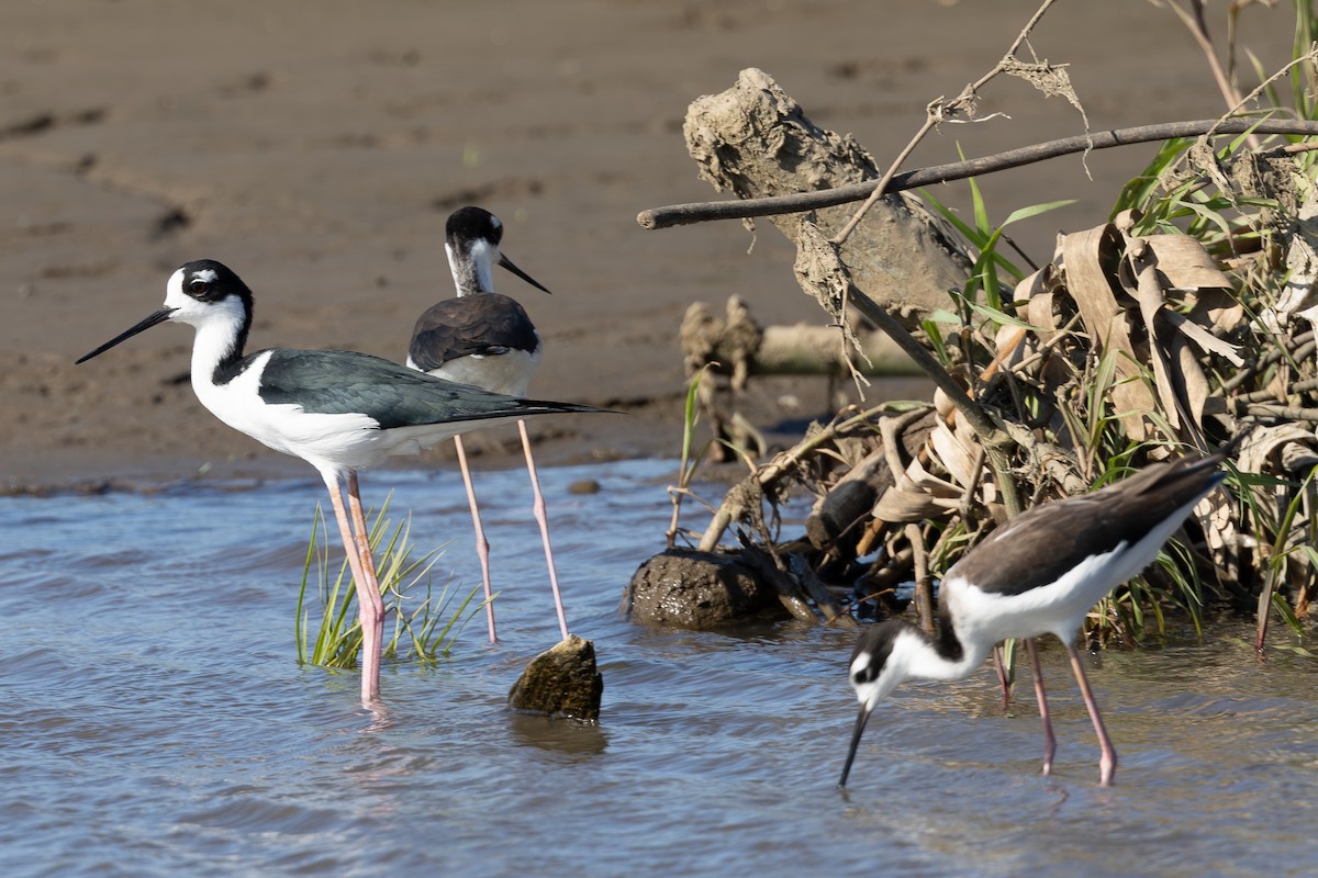 Black-necked Stilt - Steve and Cyndi Routledge