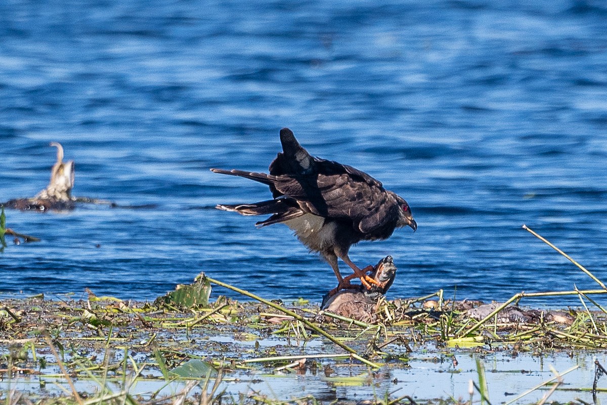 Snail Kite - Ken&Fay Broten