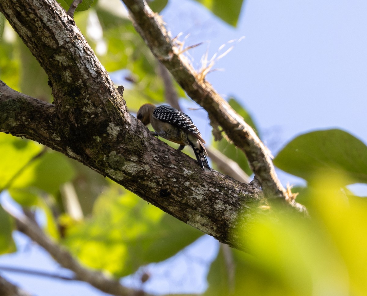 Red-crowned Woodpecker - Greg Harrington