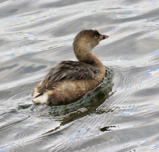 Pied-billed Grebe - AJ Abramson