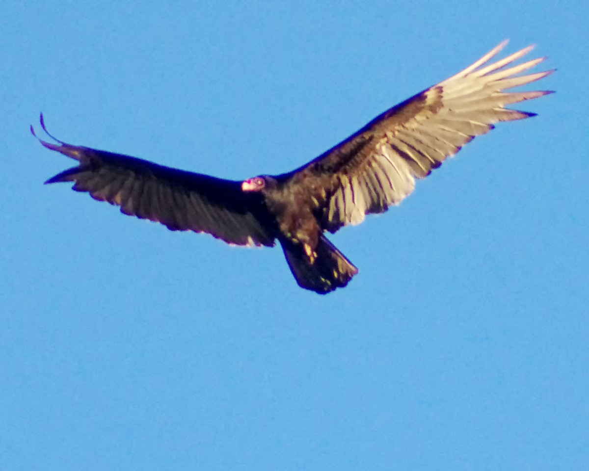 Turkey Vulture - ML615158134