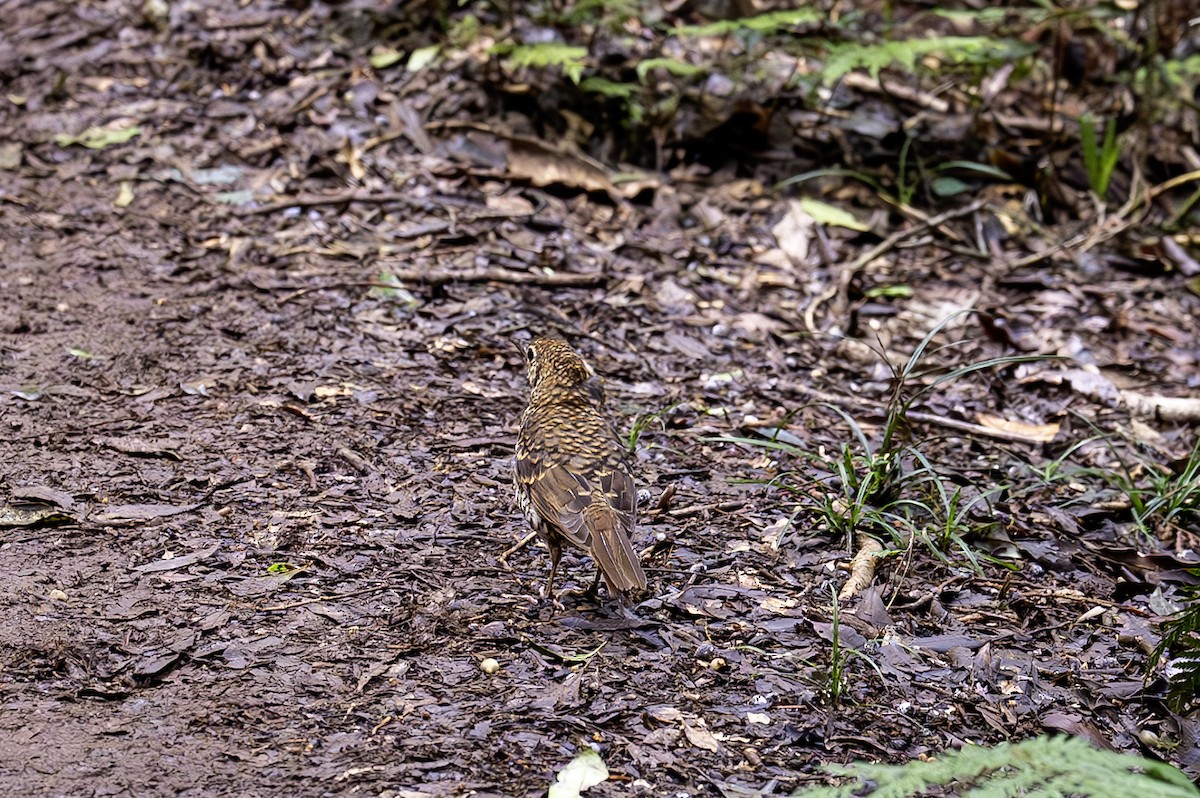 Bassian/Russet-tailed Thrush - ML615158241