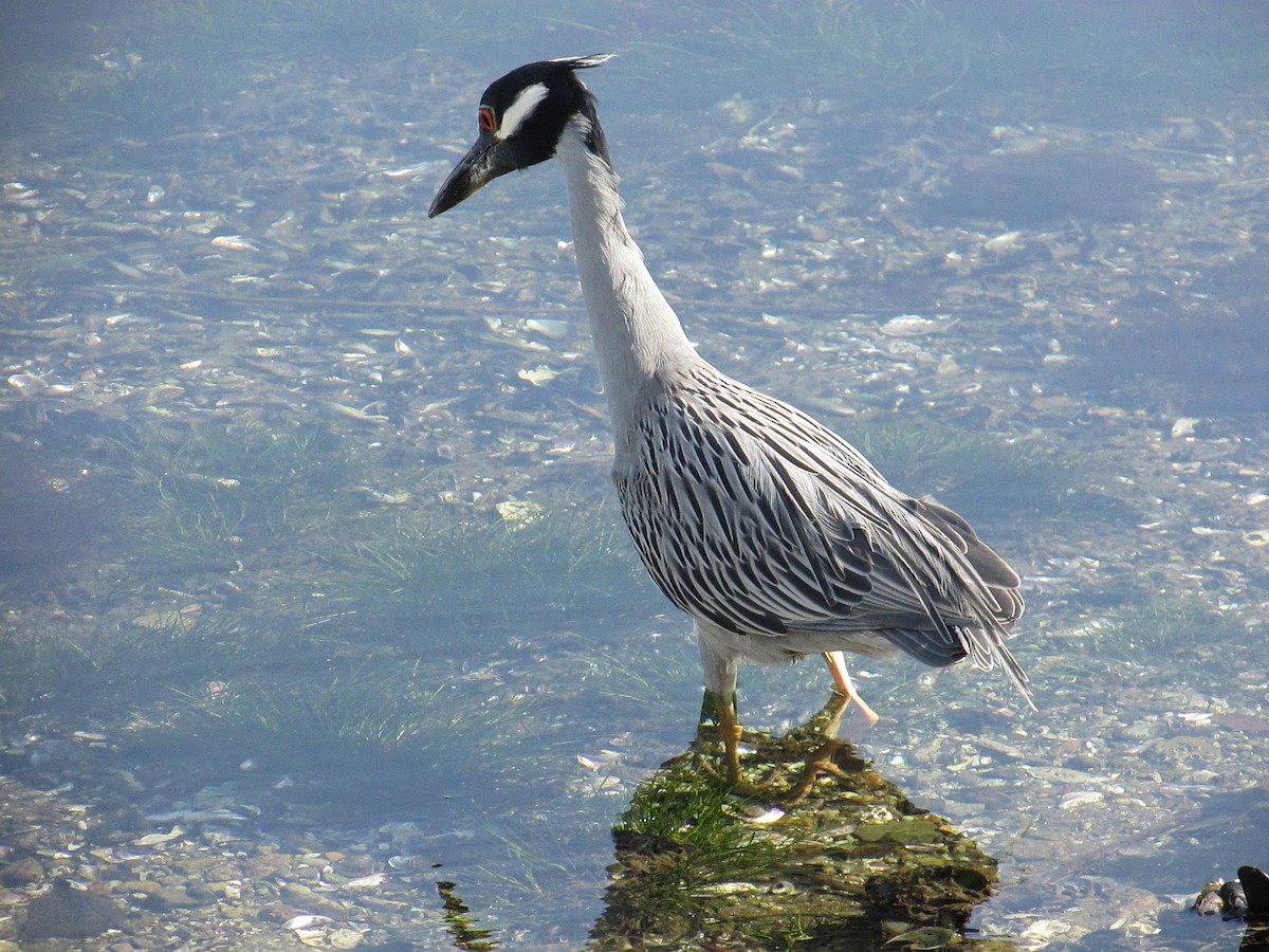 Yellow-crowned/Black-crowned Night Heron - ML615158277