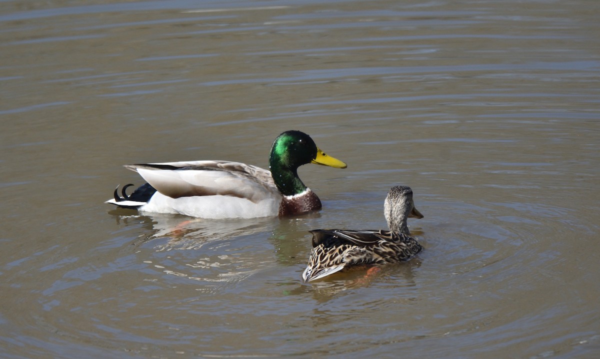 Canard colvert - ML615158278