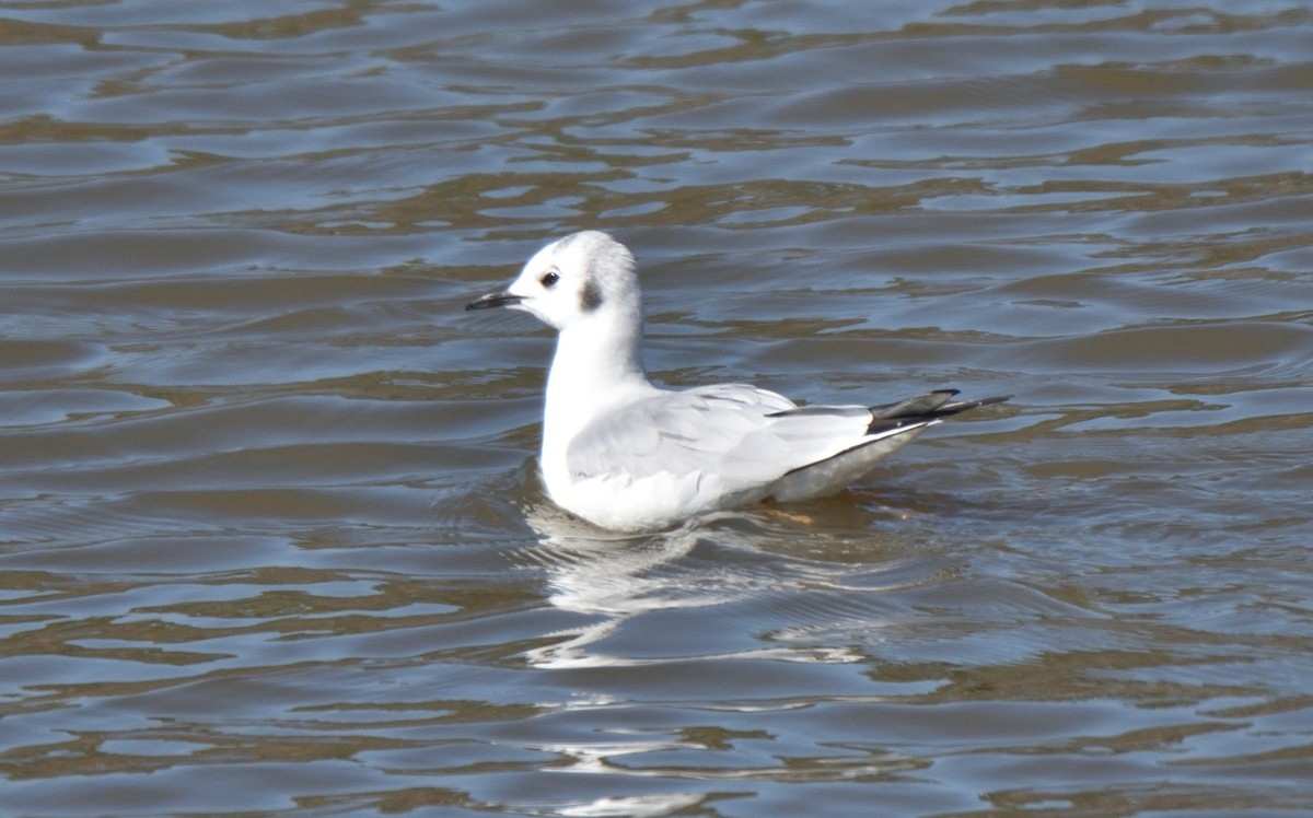 Bonaparte's Gull - ML615158302