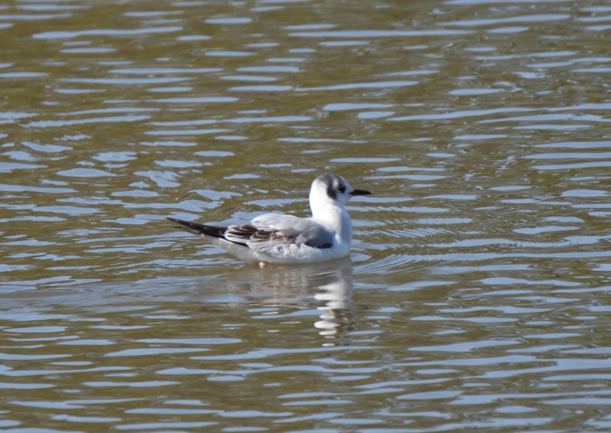 Bonaparte's Gull - ML615158303