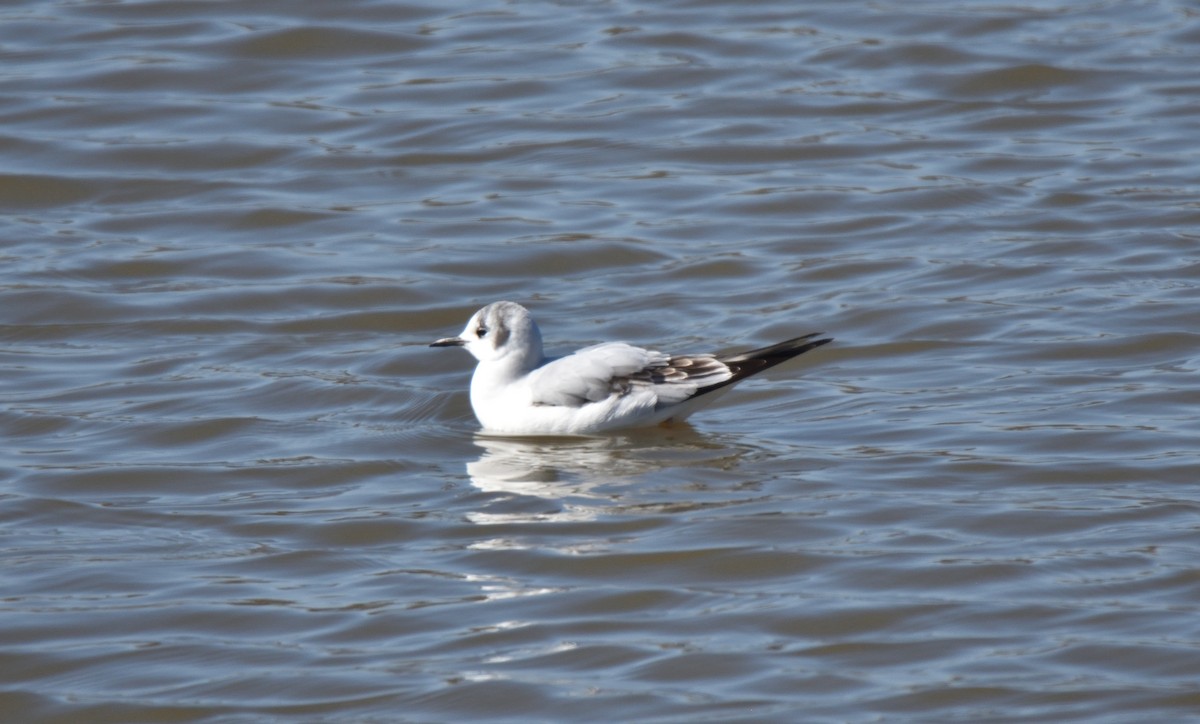 Bonaparte's Gull - ML615158306