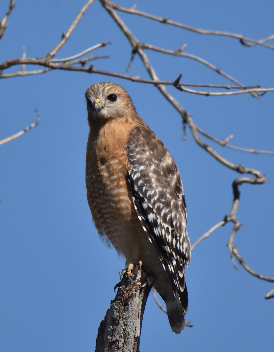 Red-shouldered Hawk - ML615158314