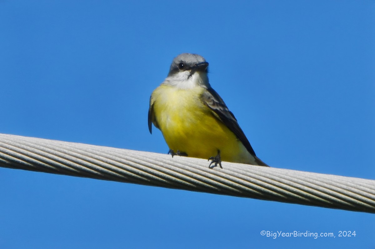 Couch's Kingbird - Ethan Whitaker