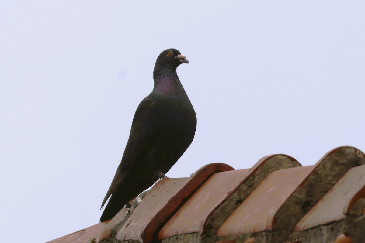 Rock Pigeon (Feral Pigeon) - ML615158356