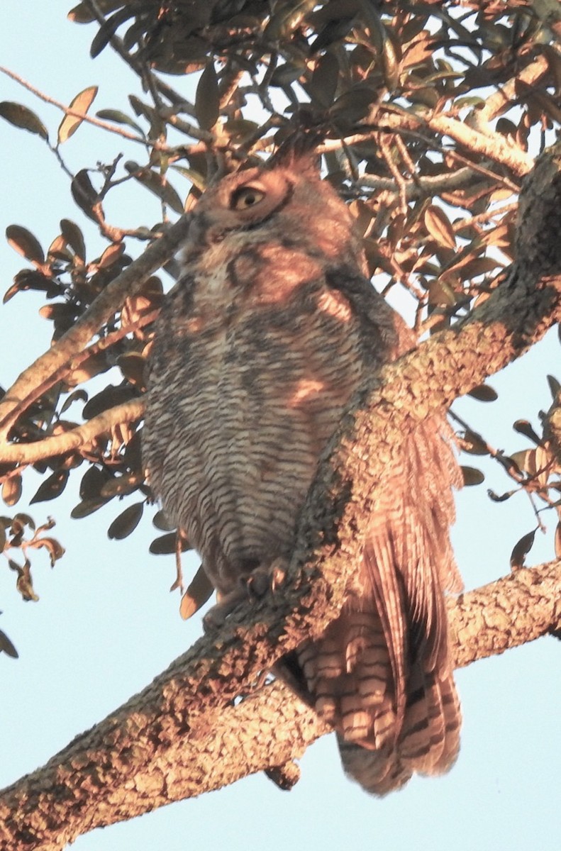 Great Horned Owl - ML615158377