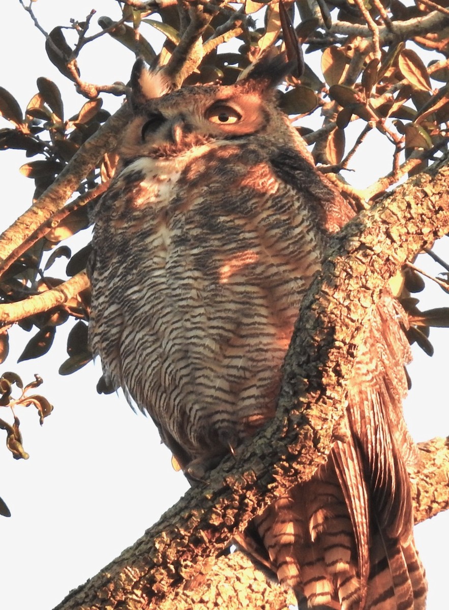 Great Horned Owl - ML615158378