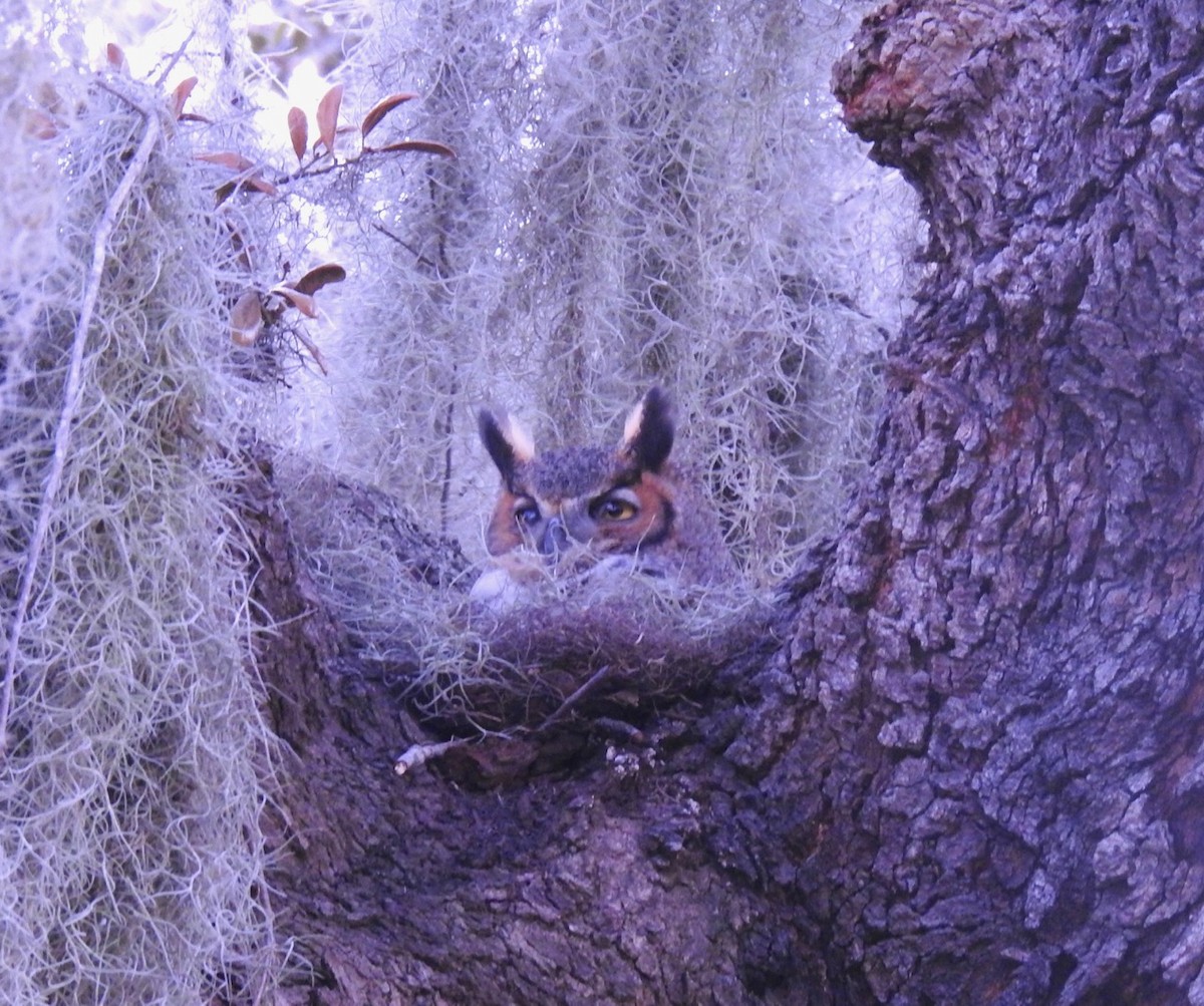 Great Horned Owl - ML615158379