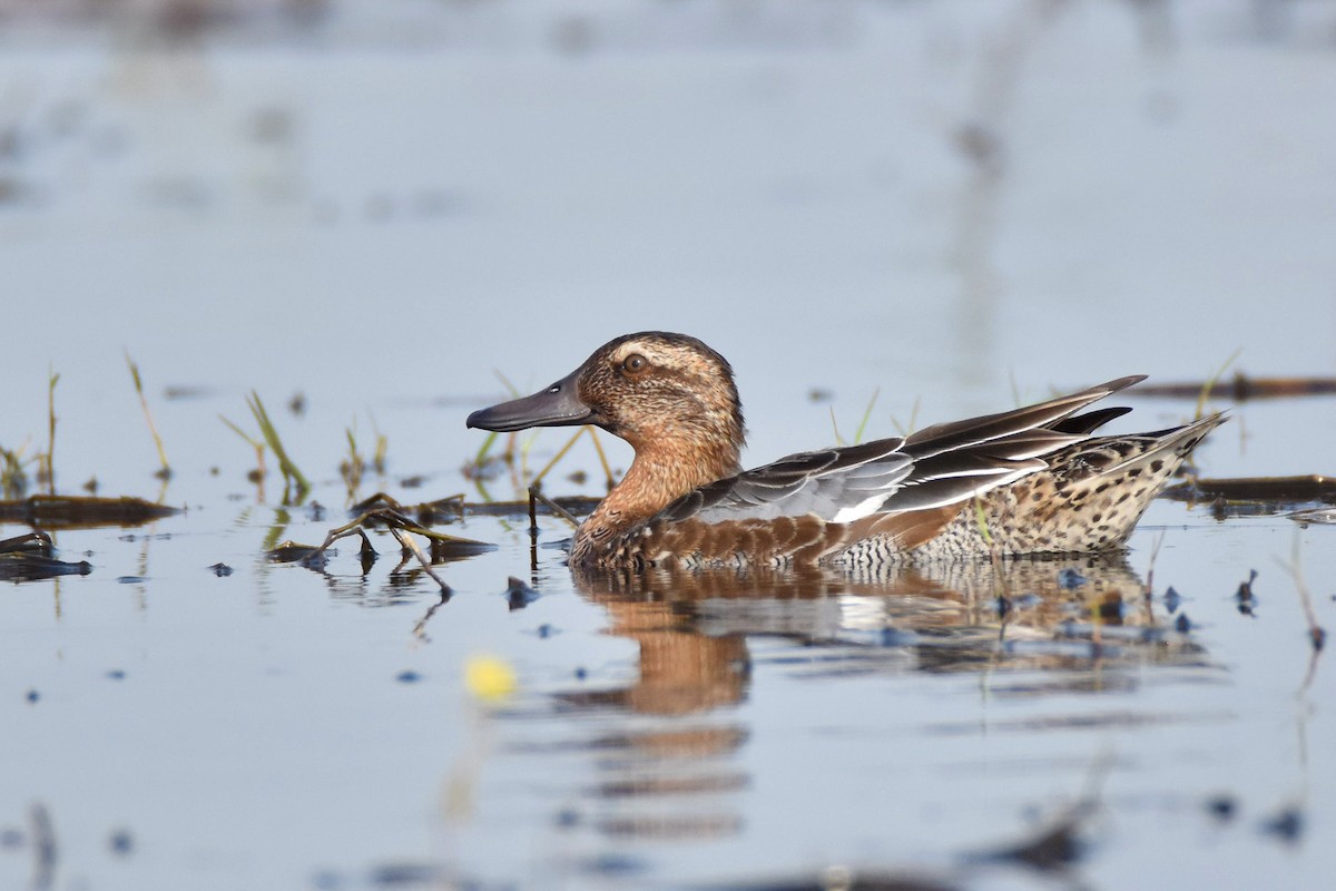 Garganey - ML615158445