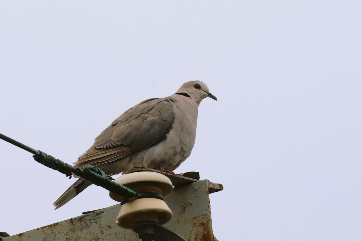 Red-eyed Dove - ML615158466