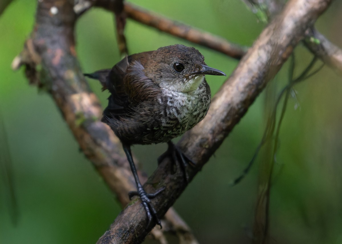 Scaly-breasted Wren - Wenjia Chen