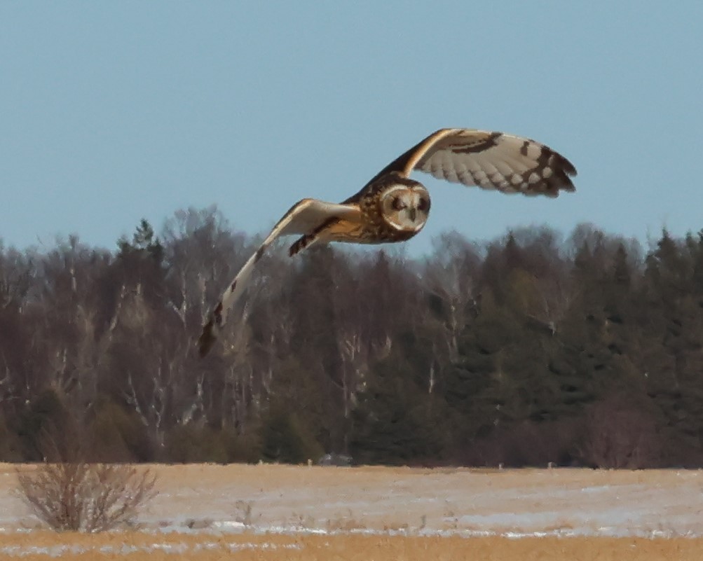 Short-eared Owl - Jean-Pierre Gagné