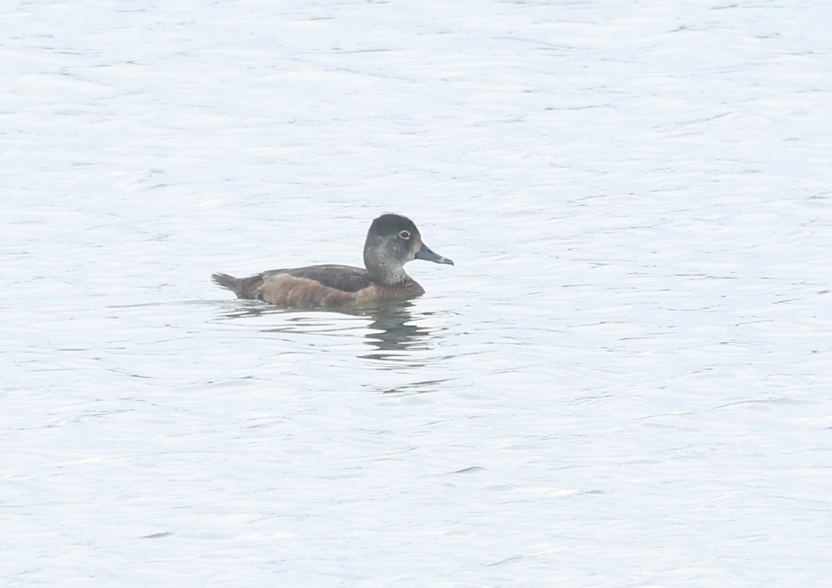 Ring-necked Duck - ML615158539