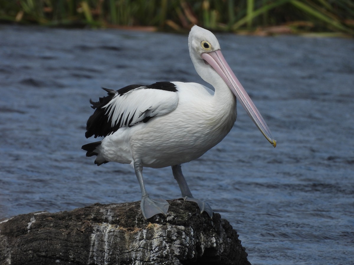 pelikán australský - ML615158545