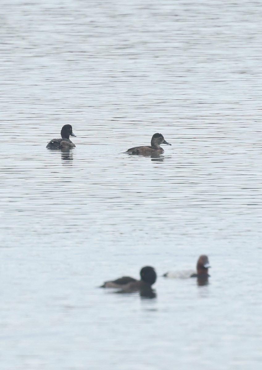 Ring-necked Duck - ML615158546