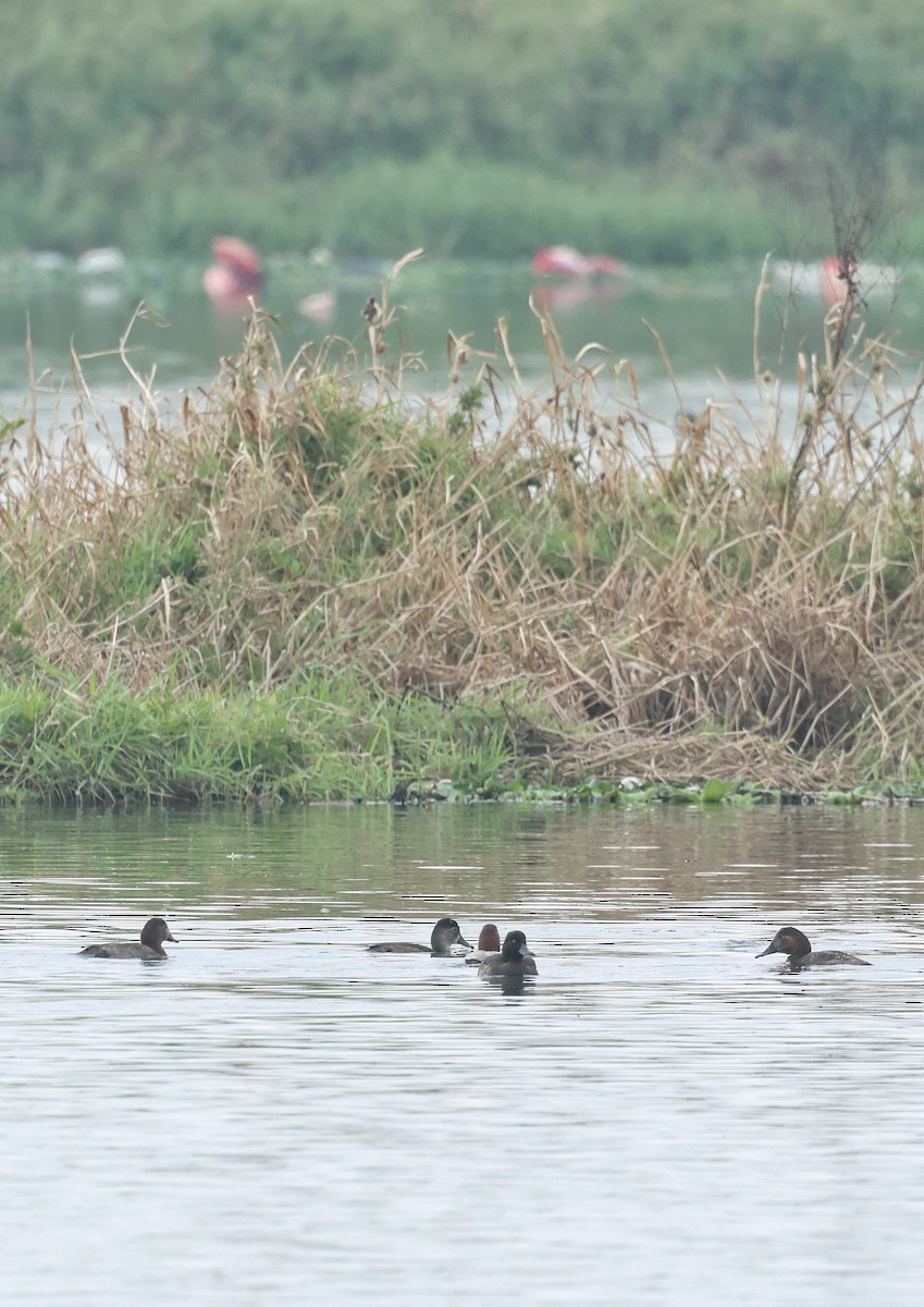 Ring-necked Duck - ML615158550