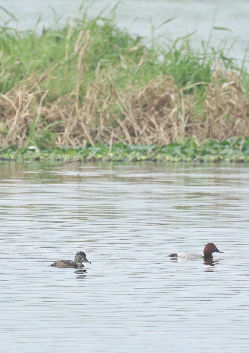 Ring-necked Duck - ML615158556