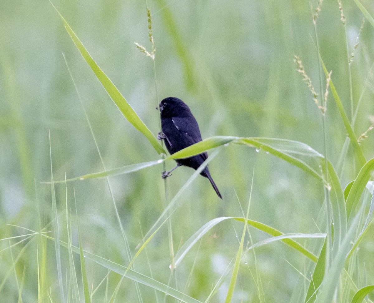 Variable Seedeater - Greg Harrington