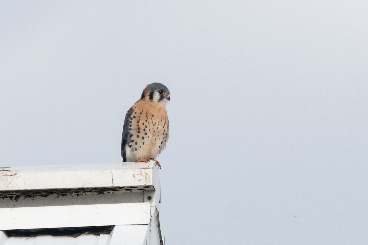 American Kestrel - Diane Demers