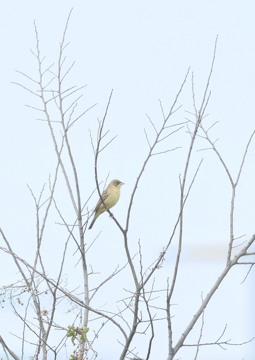 Хар толгойт хөмрөг - ML615158639