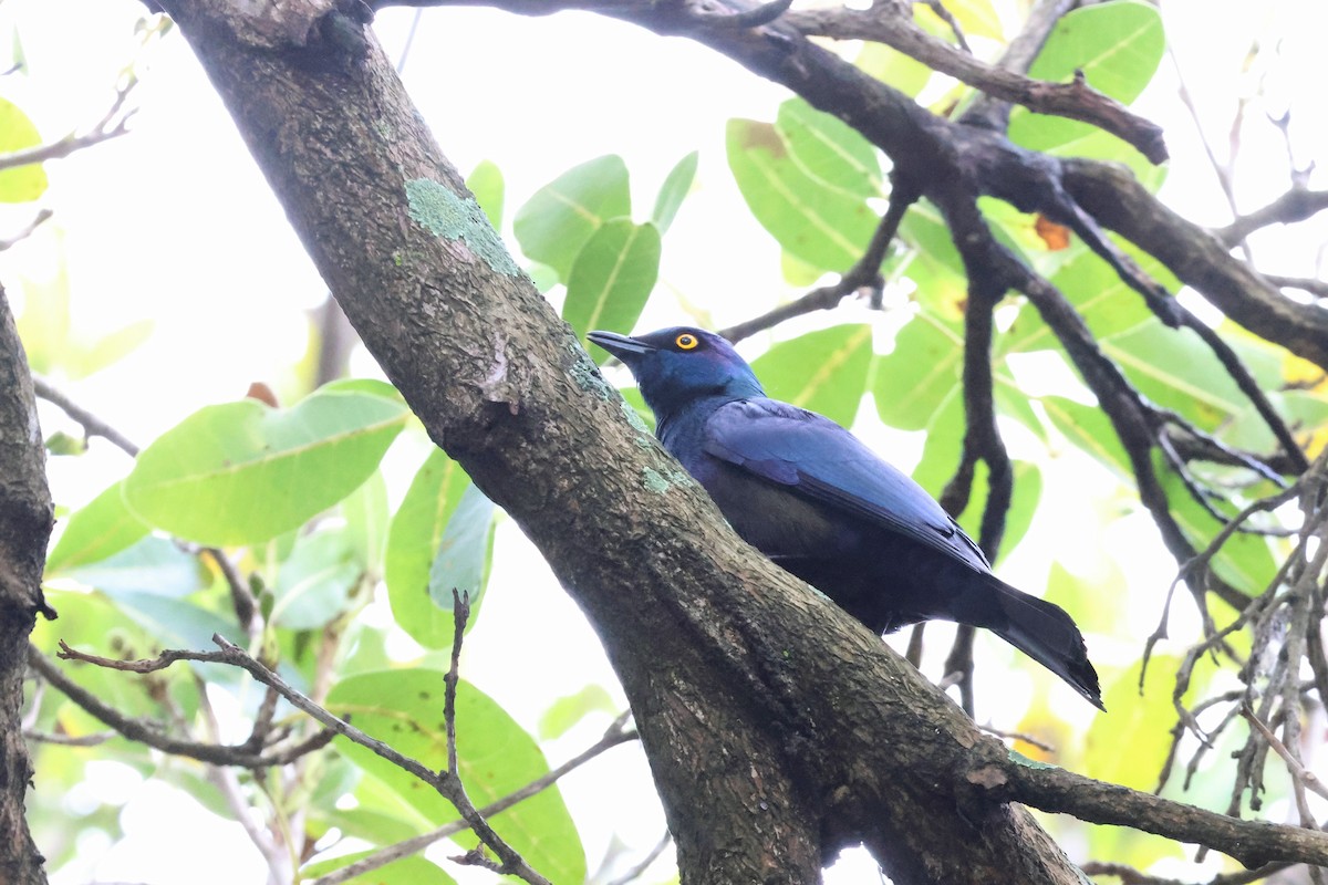 Black-bellied Starling - ML615158687