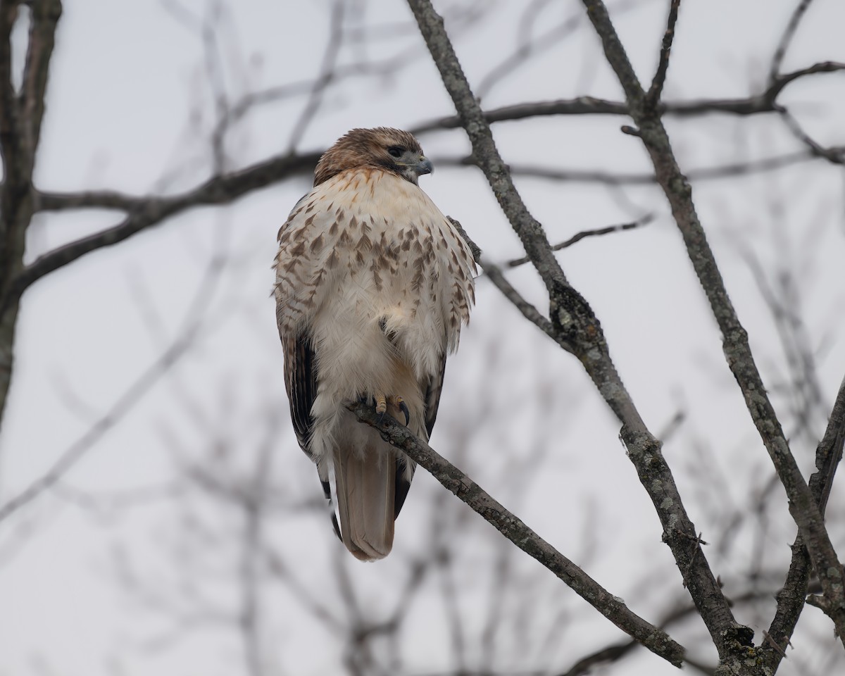 Red-tailed Hawk - ML615158703