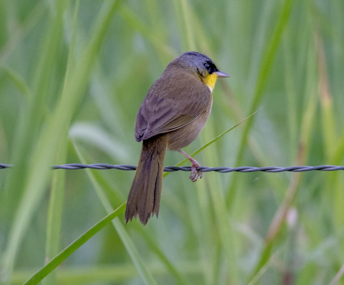 Gray-crowned Yellowthroat - Greg Harrington