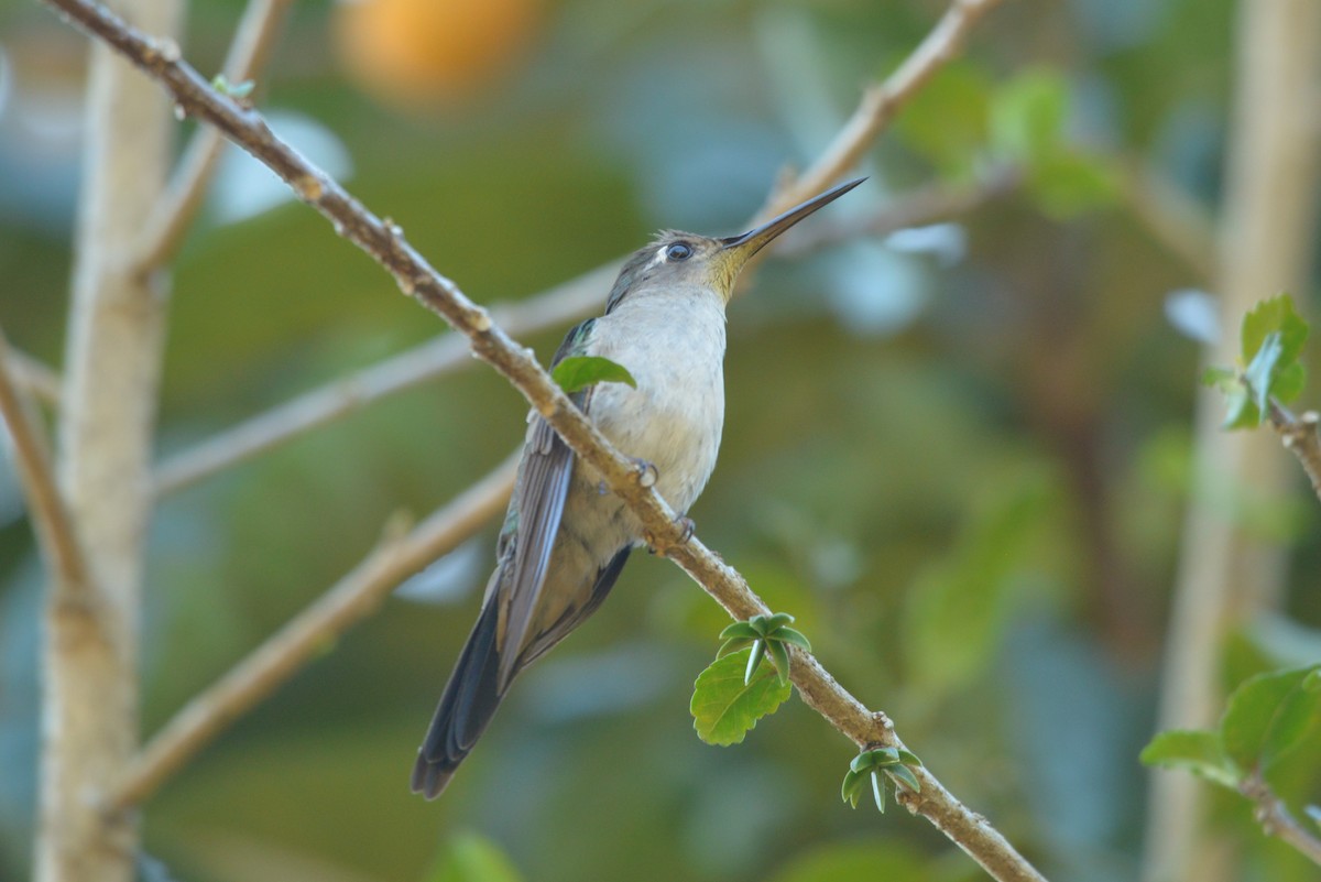 Wedge-tailed Sabrewing - ML615158825