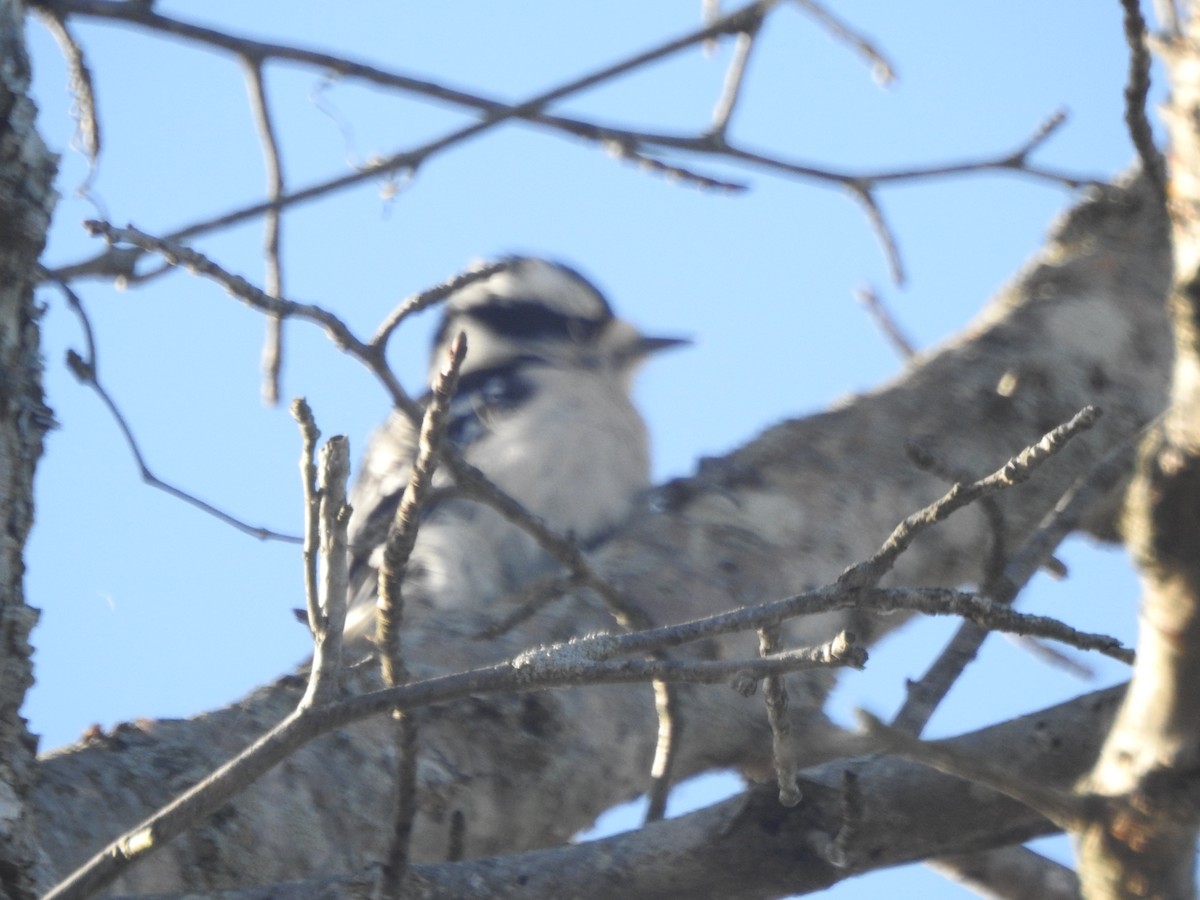 Downy Woodpecker - Wayne Longbottom